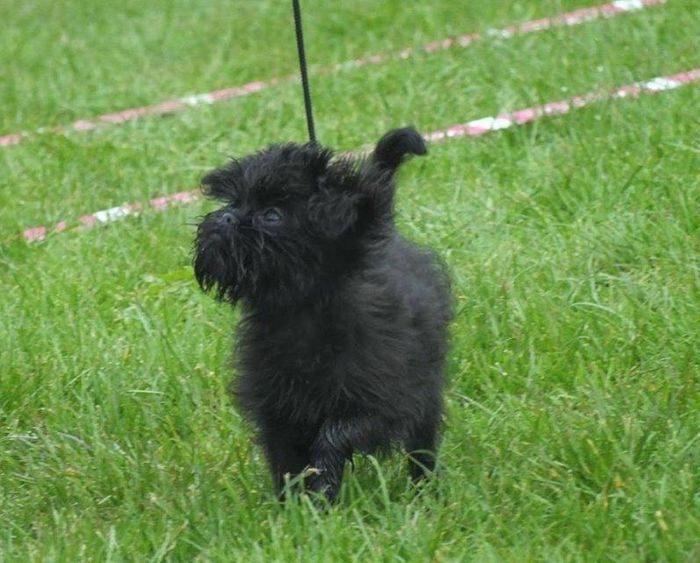 Team Lindbaum's Gemini på sin første udstilling ,DKK international Roskilde, hvor hun blev bedste baby.