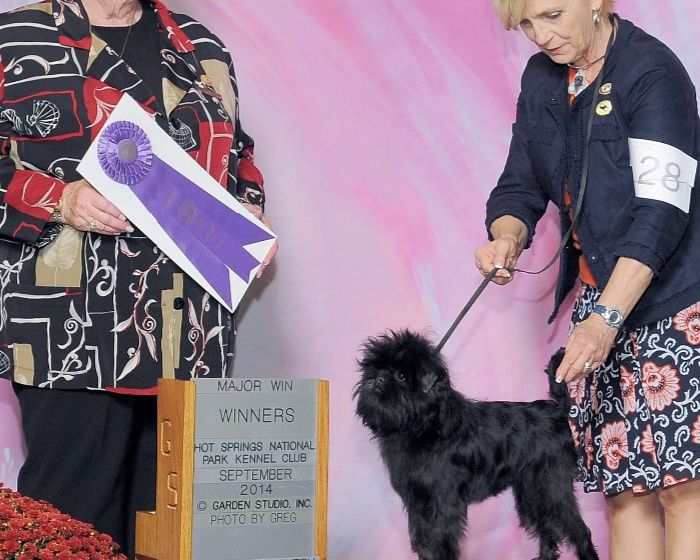 CH Tamarin Trixie Too.
Trixie er impoteret fra kennel Tamarin i Usa. Vi kalder hende Baby Girl fordi hun altid leger og pjatter. 
Trixie's far og Jolie's far er kuld brødre.
Trixie er kuldsøster til GCH Tamarin Tailback 